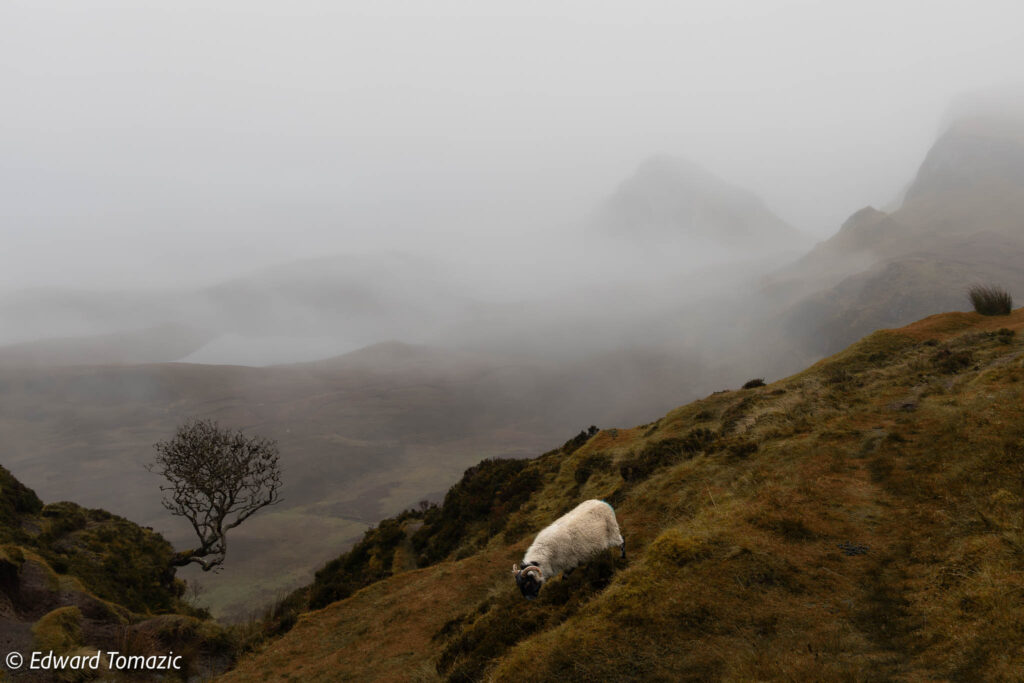 A lone sheep grazes on a grassy hillside beside a twisted tree, with fog-covered mountains fading into the background.